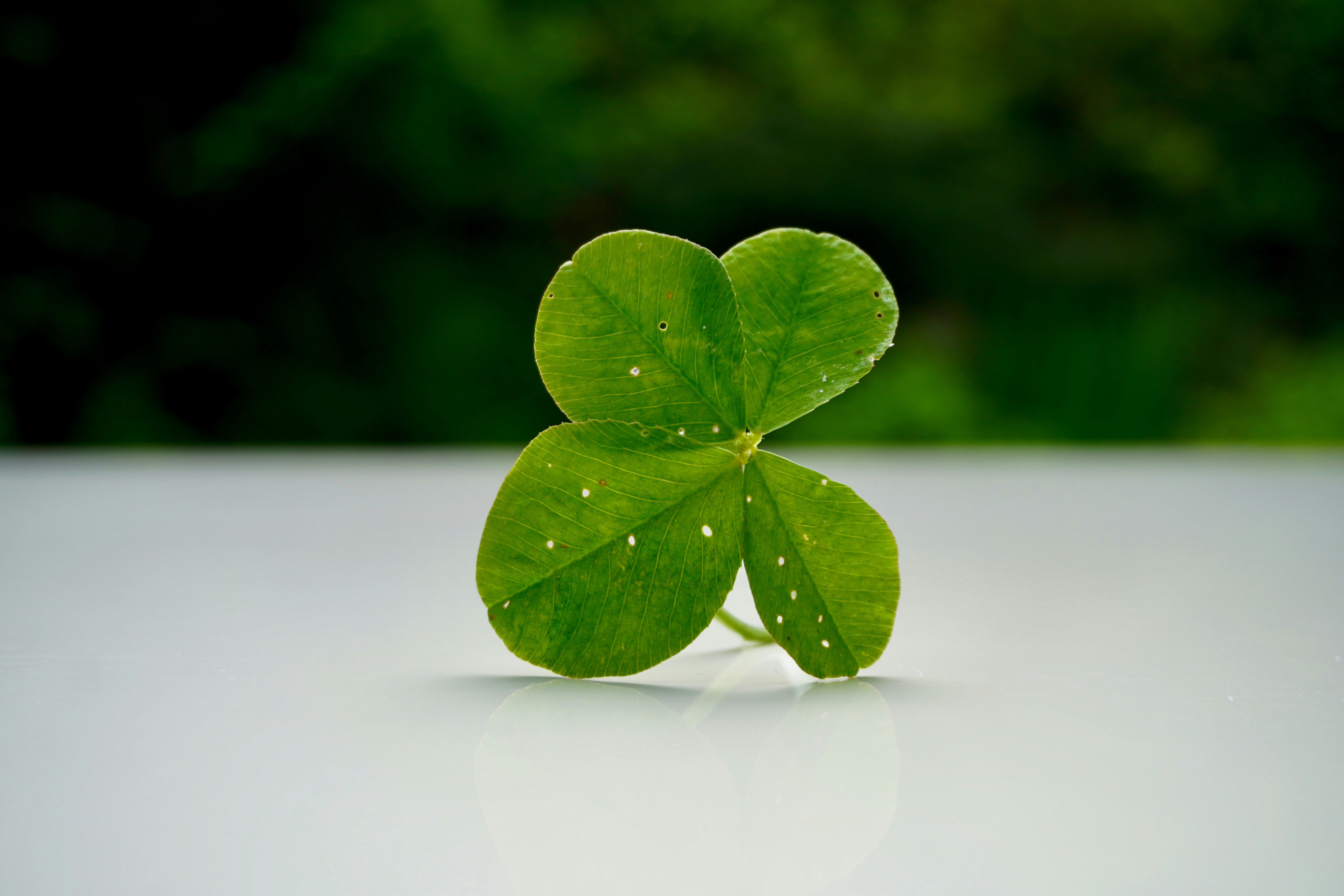 The four apsects of Chan